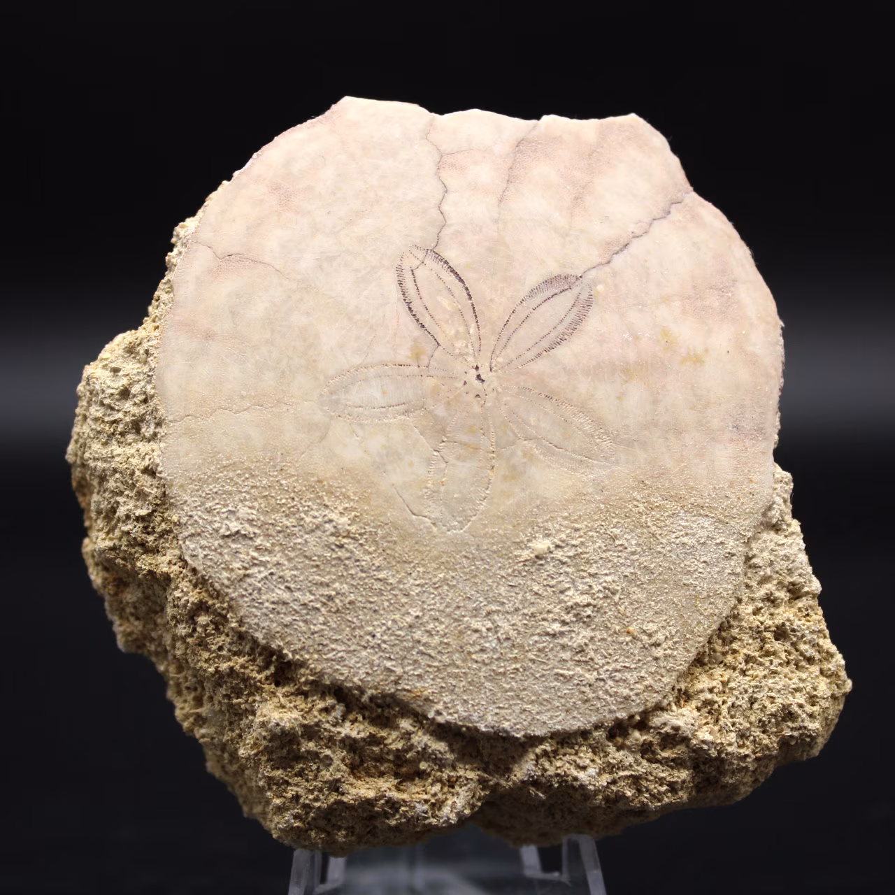 Scutella, fossil sea urchin