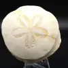 Scutella, fossil sea urchin - 0