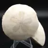Scutella, fossil sea urchin - 0