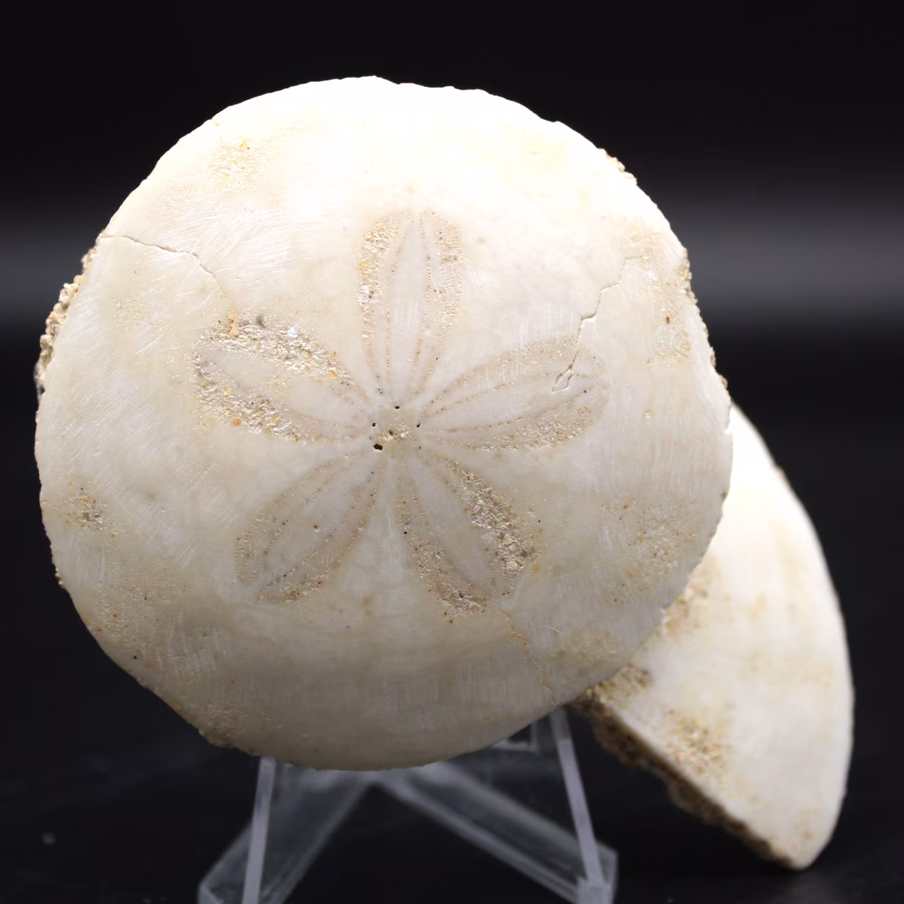 Scutella, fossil sea urchin