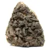 Staurotid of Brittany on ganges - 0