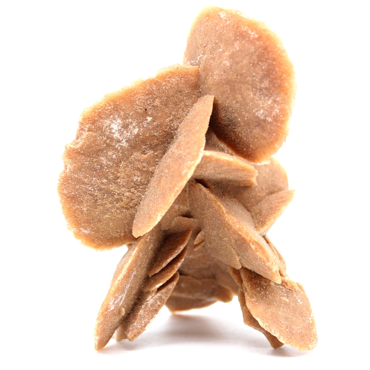 Desert Rose