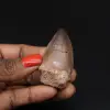 Mosasaur fossil tooth from Morocco - 0