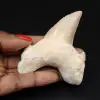 Fossil tooth from Morocco, shark - 0