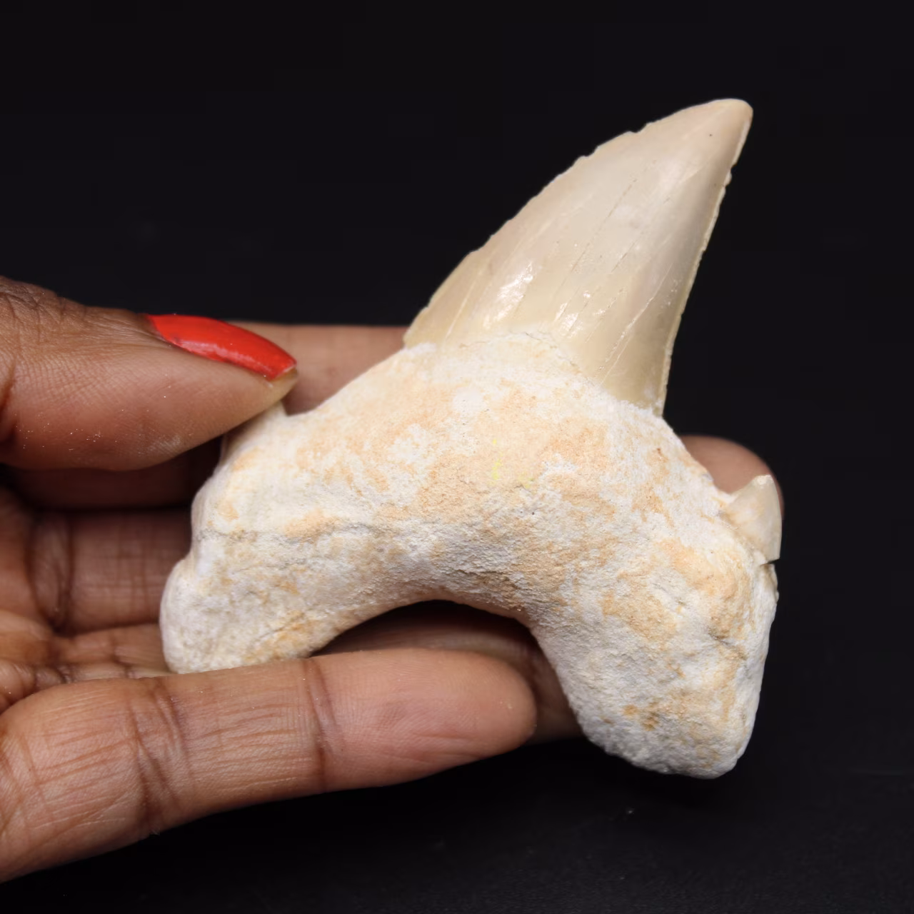 Fossil tooth from Morocco, shark