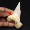 Shark tooth fossil specimen - 0