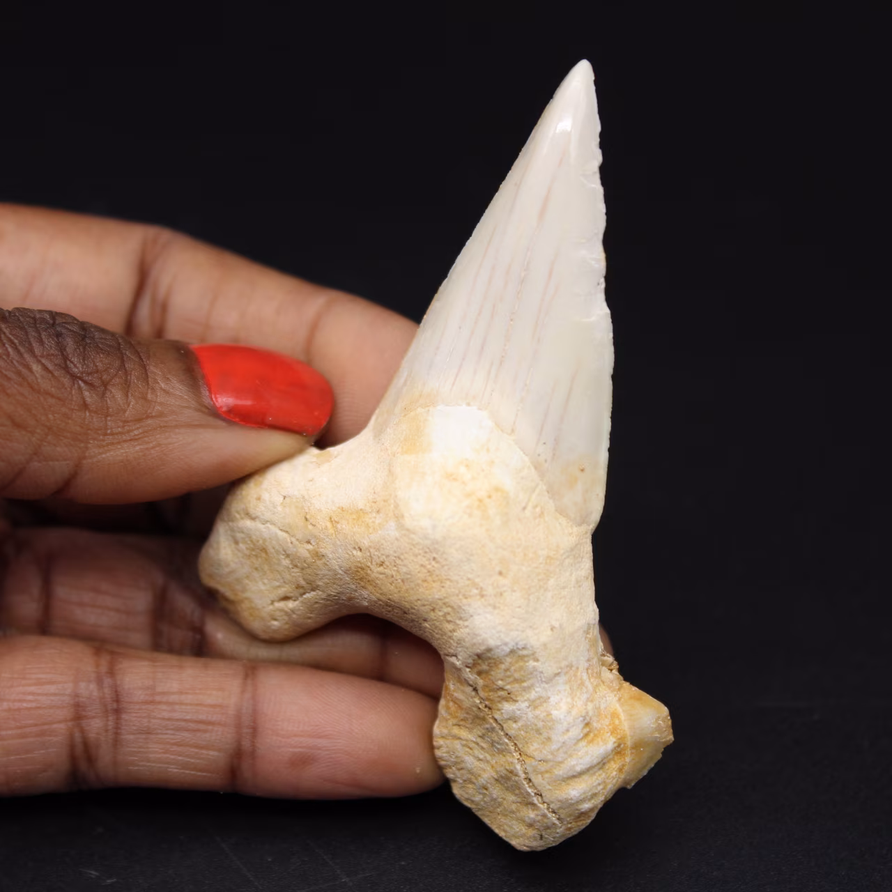 Shark tooth fossil specimen