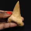 Fossilized tooth of Otodus obliquus shark - 0