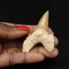 Fossil Otodus obliquus tooth - 0
