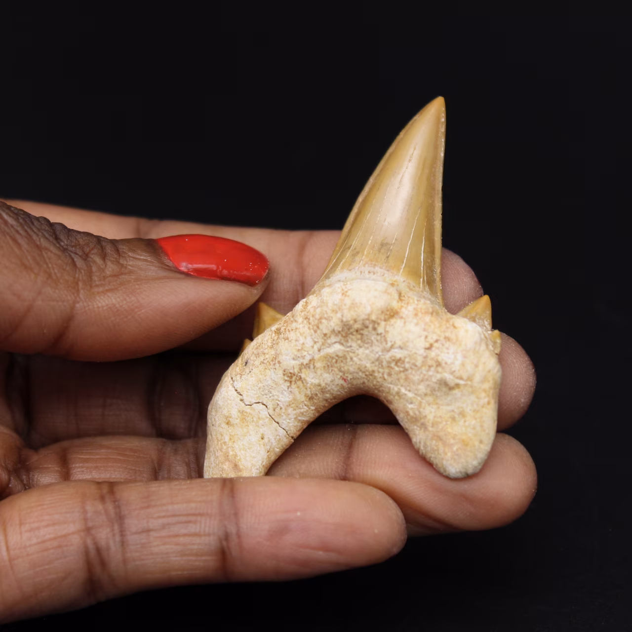 Fossil Otodus obliquus tooth