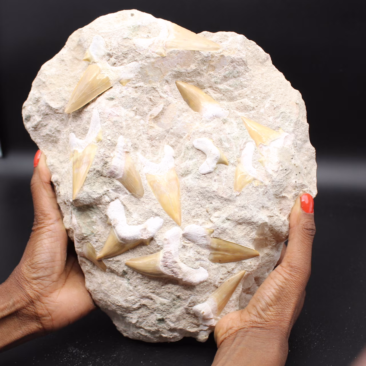 Matrix with 14 fossilized shark teeth