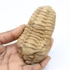 Trilobite fossil - 0