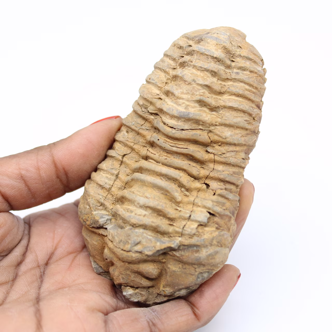 Trilobite fossil