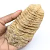 Fossil trilobite - 0