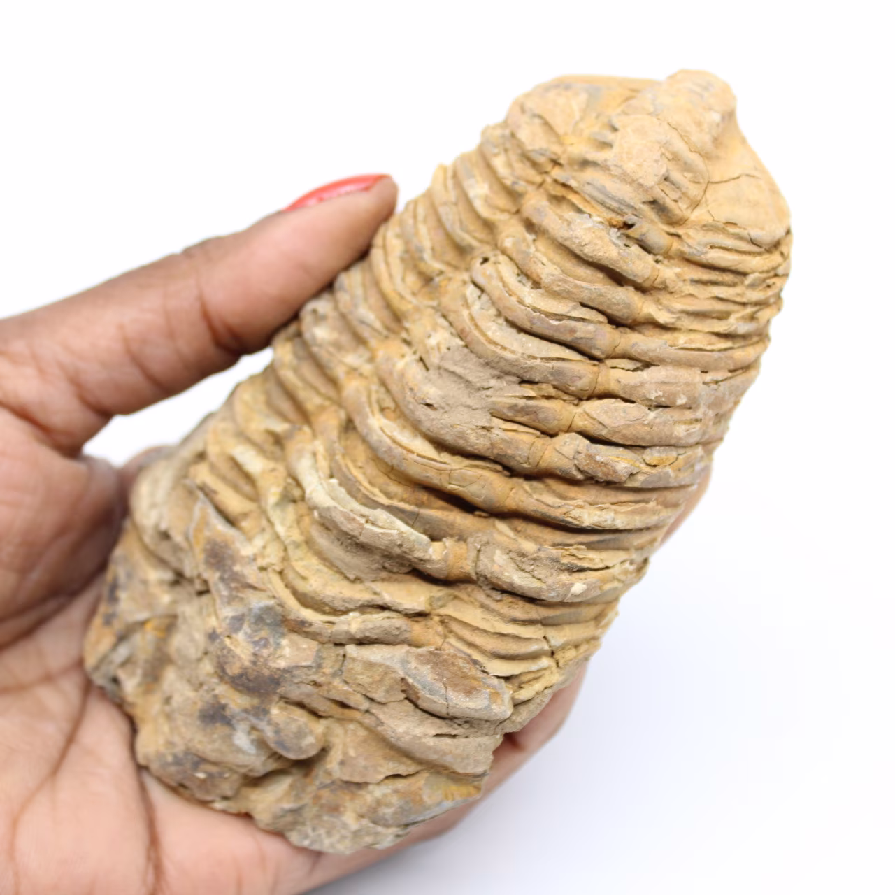 Fossil trilobite
