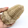 Fossil of Morocco trilobite - 0