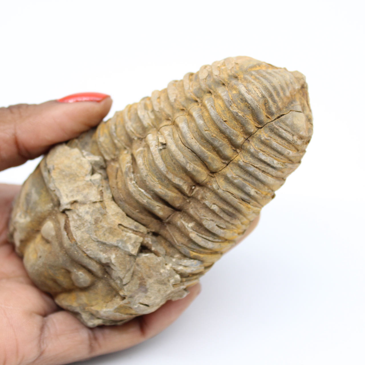 Fossil of Morocco trilobite