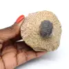 Trilobite on matrix from Morocco - 0