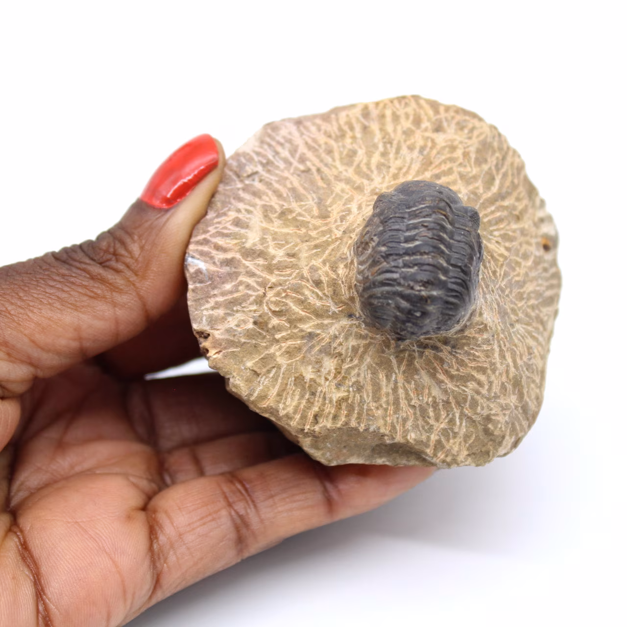 Trilobite on matrix from Morocco