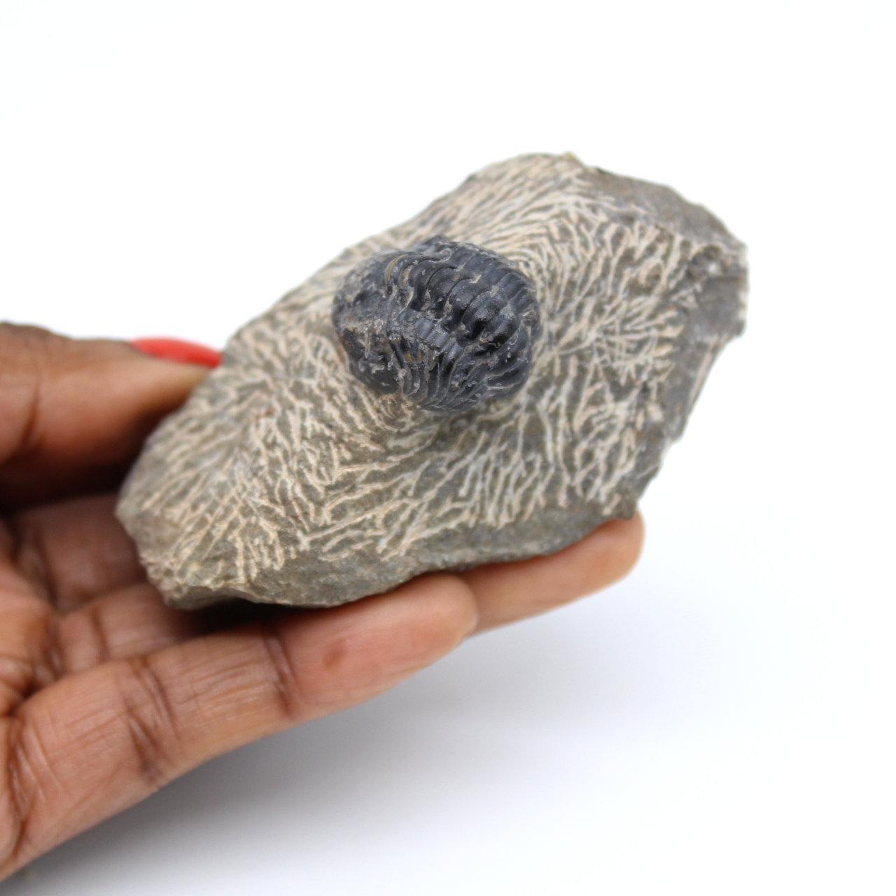 Fossilized trilobite on matrix from Morocco