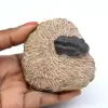 Trilobite fossil in matrix - 0