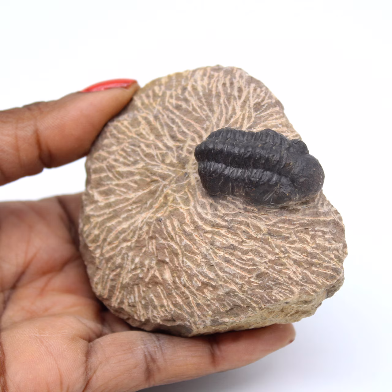 Trilobite fossil in matrix