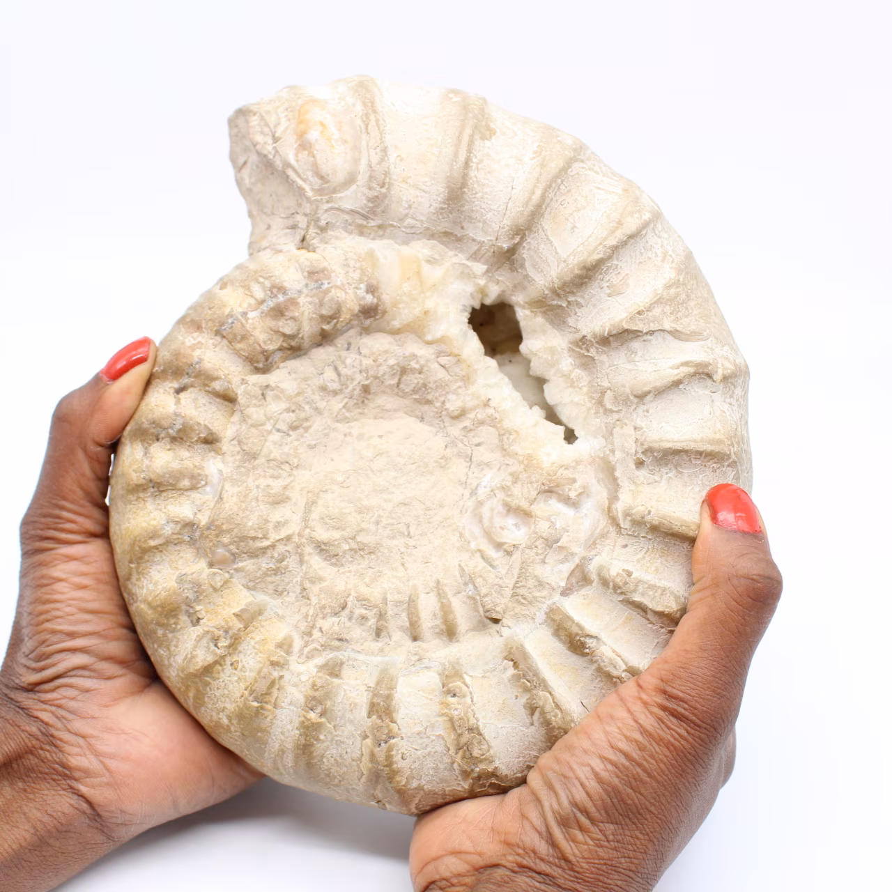 Fossil ammonite