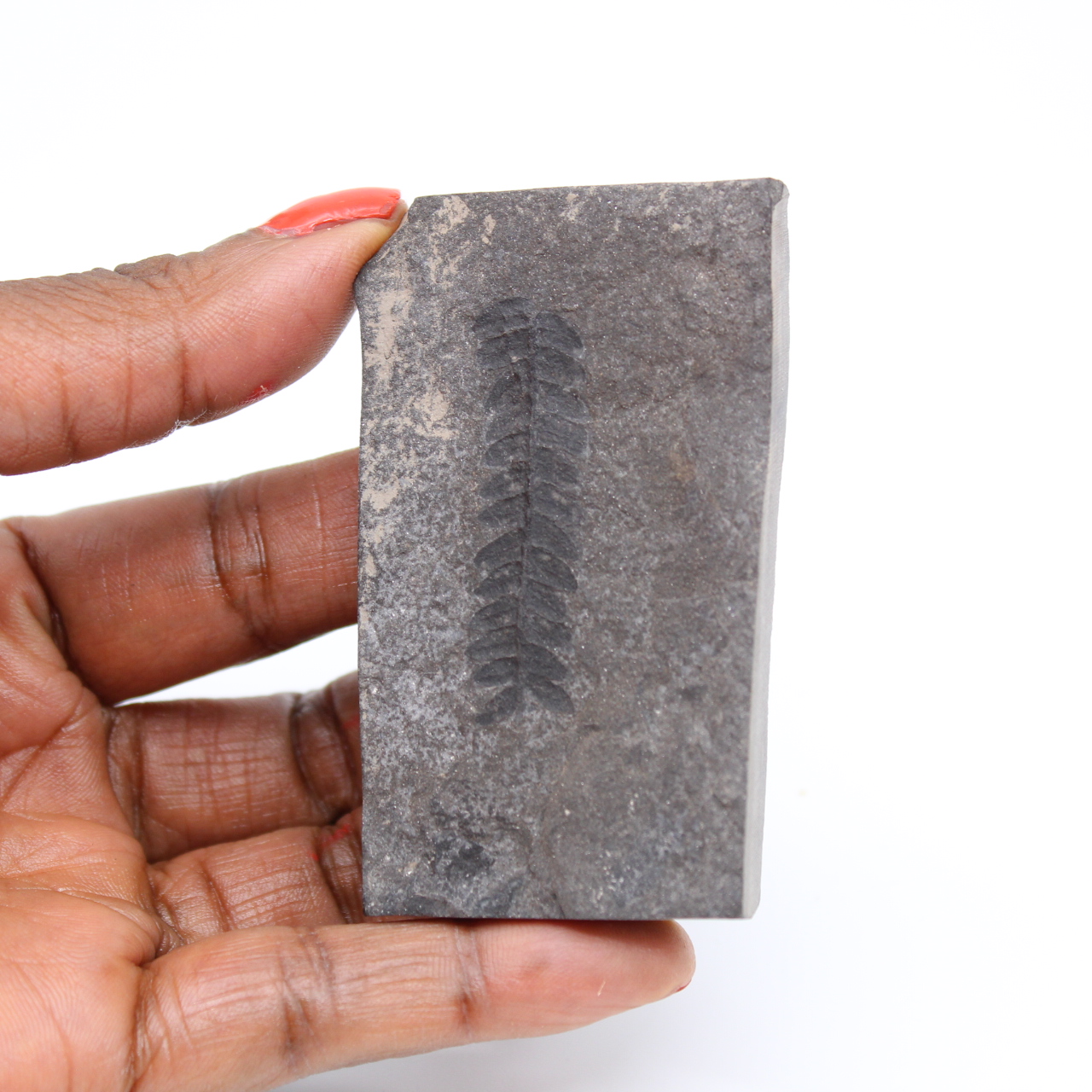 Arles fern fossil