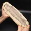 Large fish fossil - 0