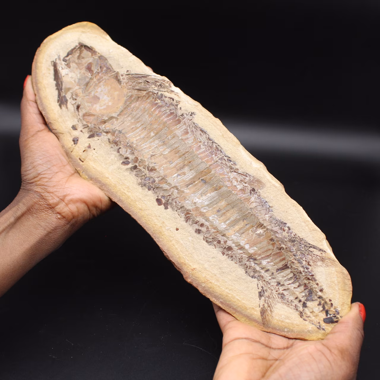 Large fish fossil