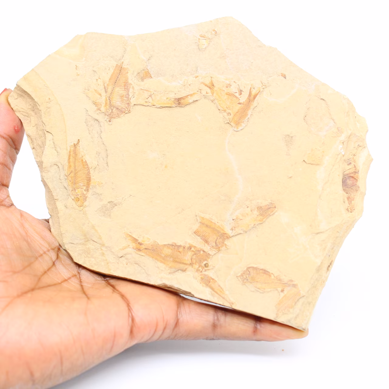 Fish fossil
