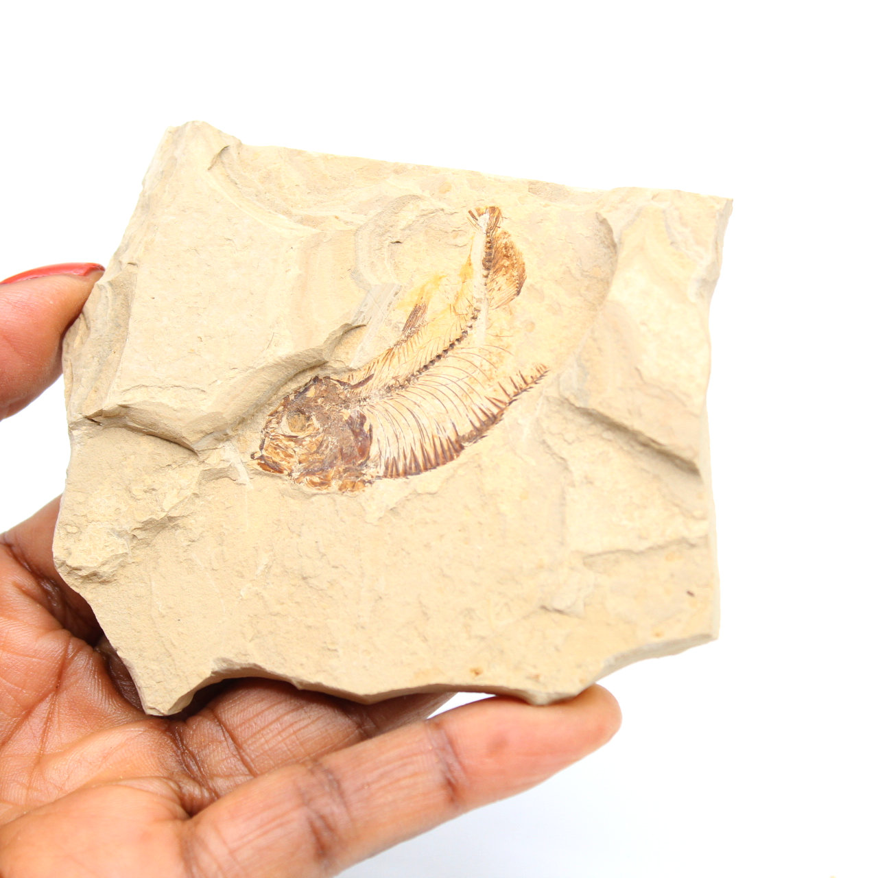 Fossilization of fish from Morocco