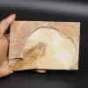 Fish fossil - 0