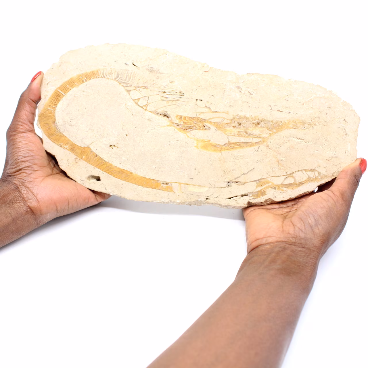 Fossil of Morocco