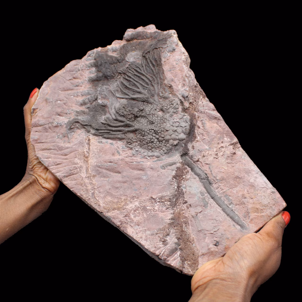 Fossilized crinoid, sea lily, from Morocco
