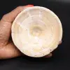 Large shark fossil vertebra - 0