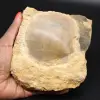 Fossil shell - 0