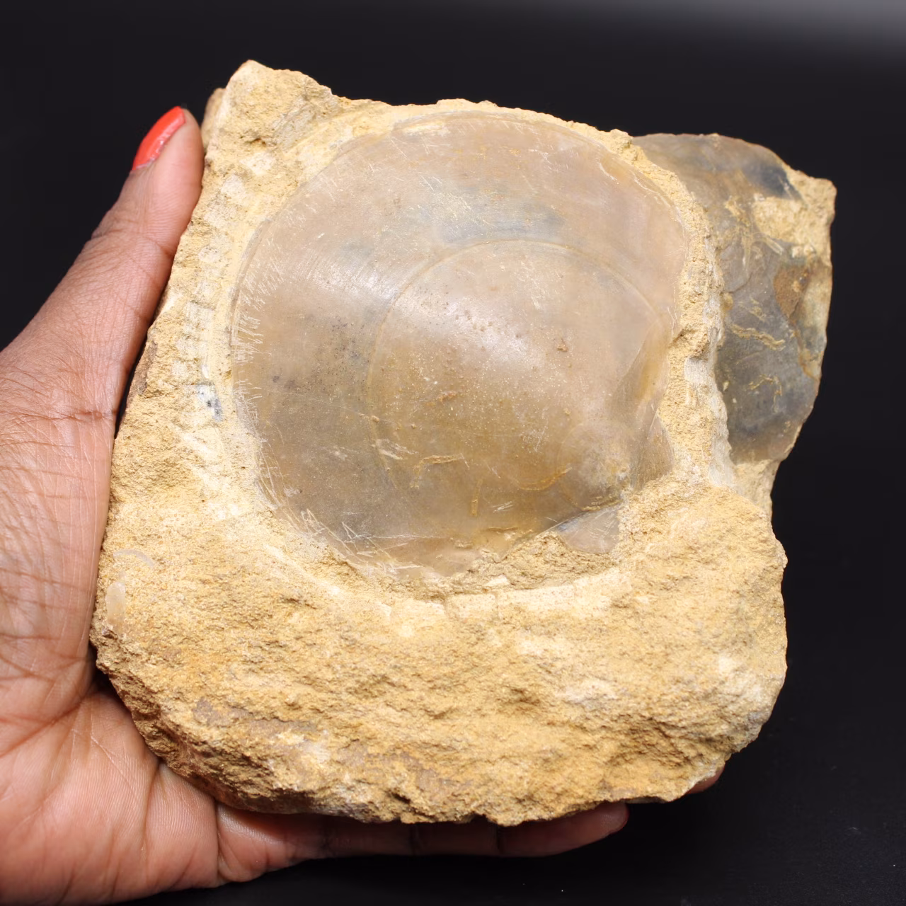 Fossil shell