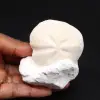 Fossil sea urchin from France - 0