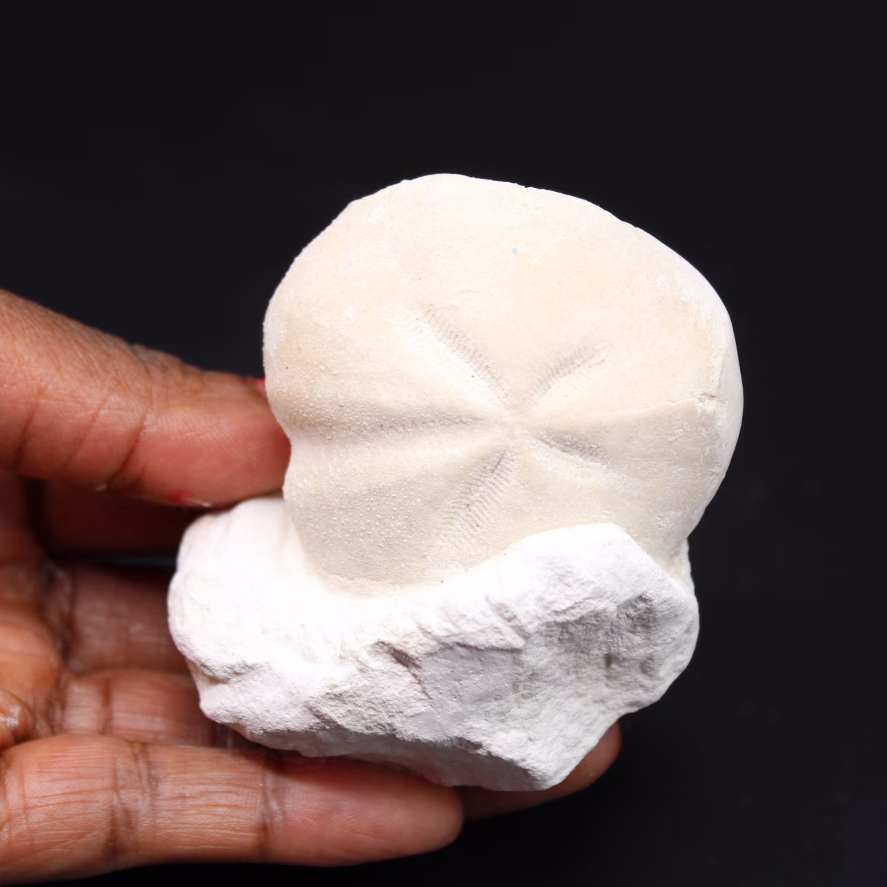 Fossil sea urchin from France