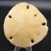 Scutella, fossil sea urchin - 0