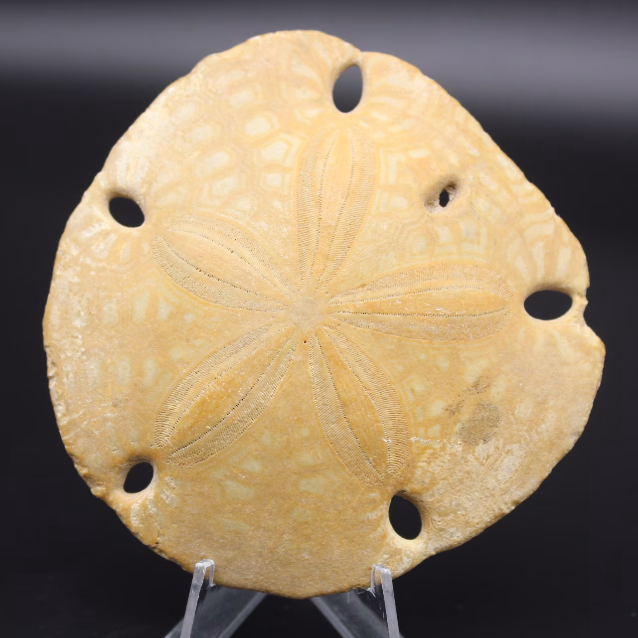 Scutella, fossil sea urchin