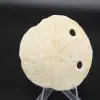Scutella, fossil sea urchin - 0