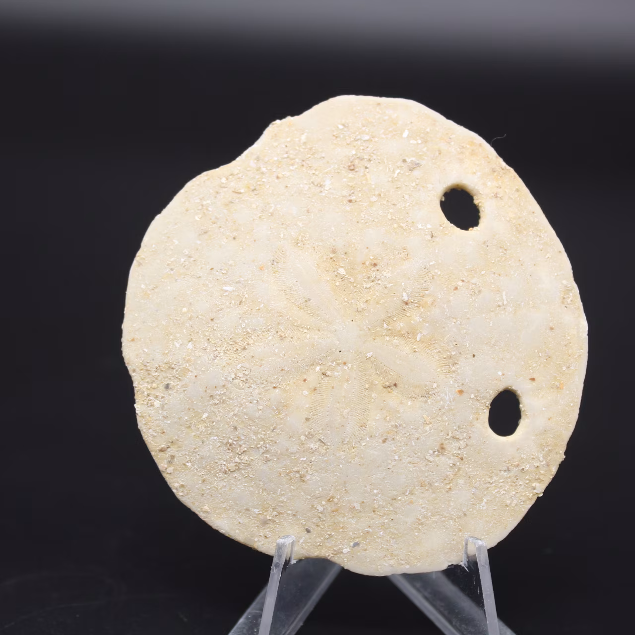 Scutella, fossil sea urchin
