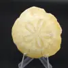 Scutella, fossil sea urchin - 0