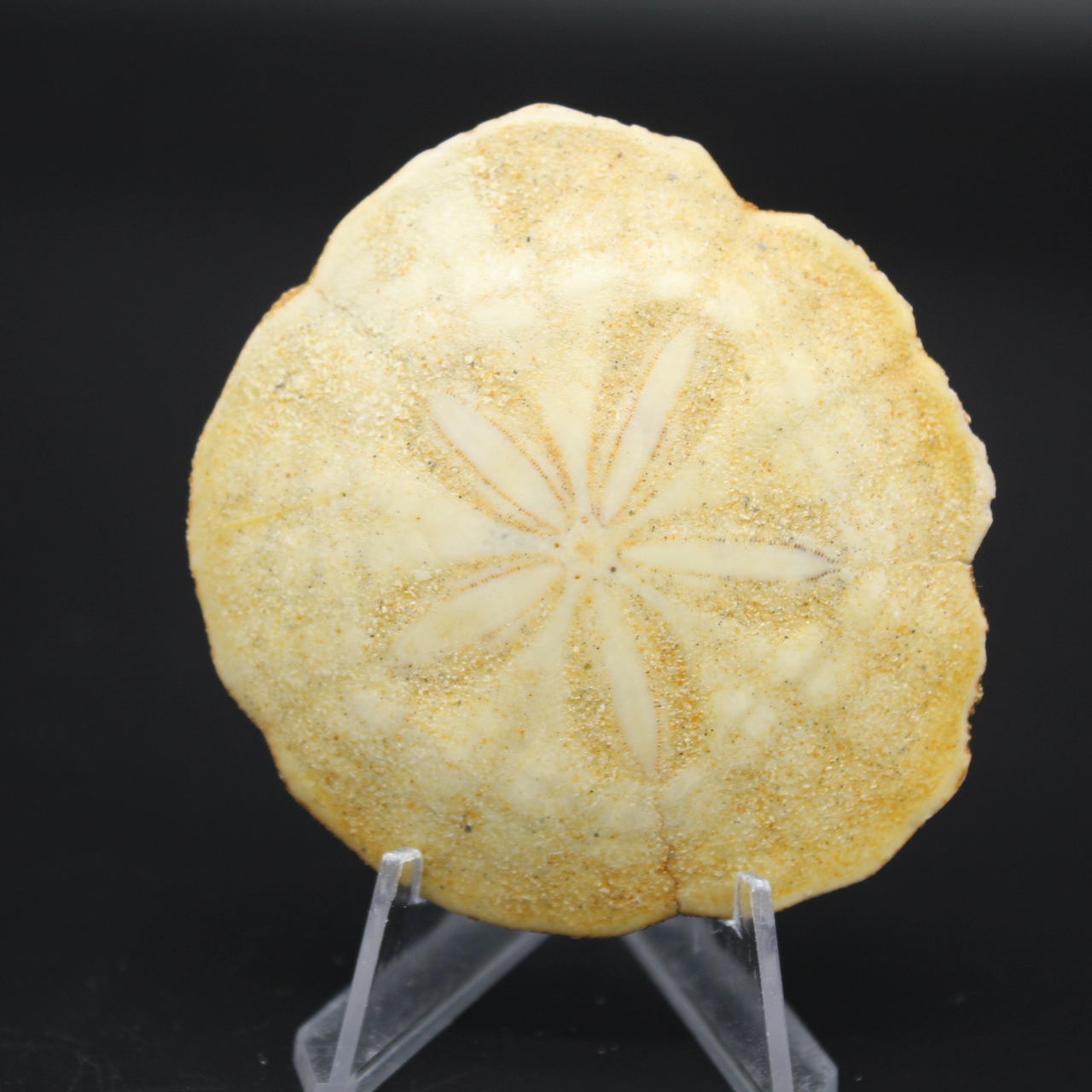 Scutella, fossil sea urchin