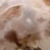 Polished flower agate stone - 5