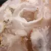 Polished flower agate stone - 7