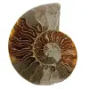 Ammonite from Madagascar - 0