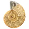 Polished sawn ammonite - 0